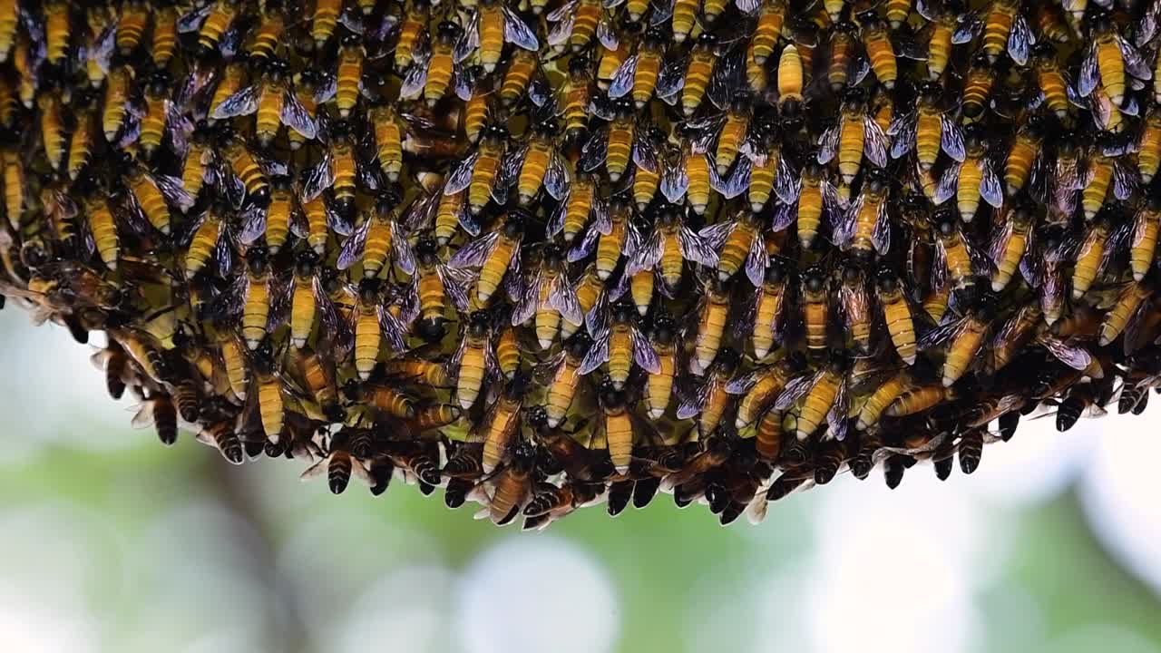 se sabe que las abejas melíferas gigantes construyen grandes colonias de nidos con bolsillos simétricos hechos de cera para almacenar miel como fuente de alimento.