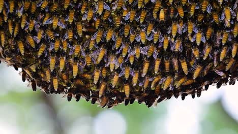 Se-Sabe-Que-Las-Abejas-Melíferas-Gigantes-Construyen-Grandes-Colonias-De-Nidos-Con-Bolsillos-Simétricos-Hechos-De-Cera-Para-Almacenar-Miel-Como-Fuente-De-Alimento.