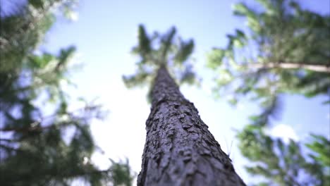 slow-motion of a pine tree
