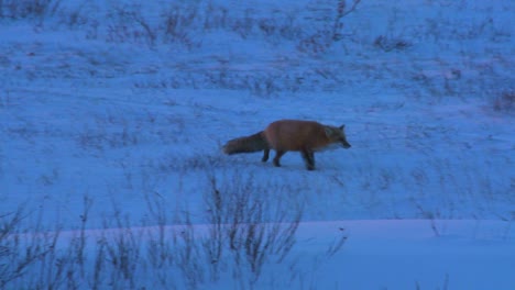 un zorro rojo ártico caza en la nieve