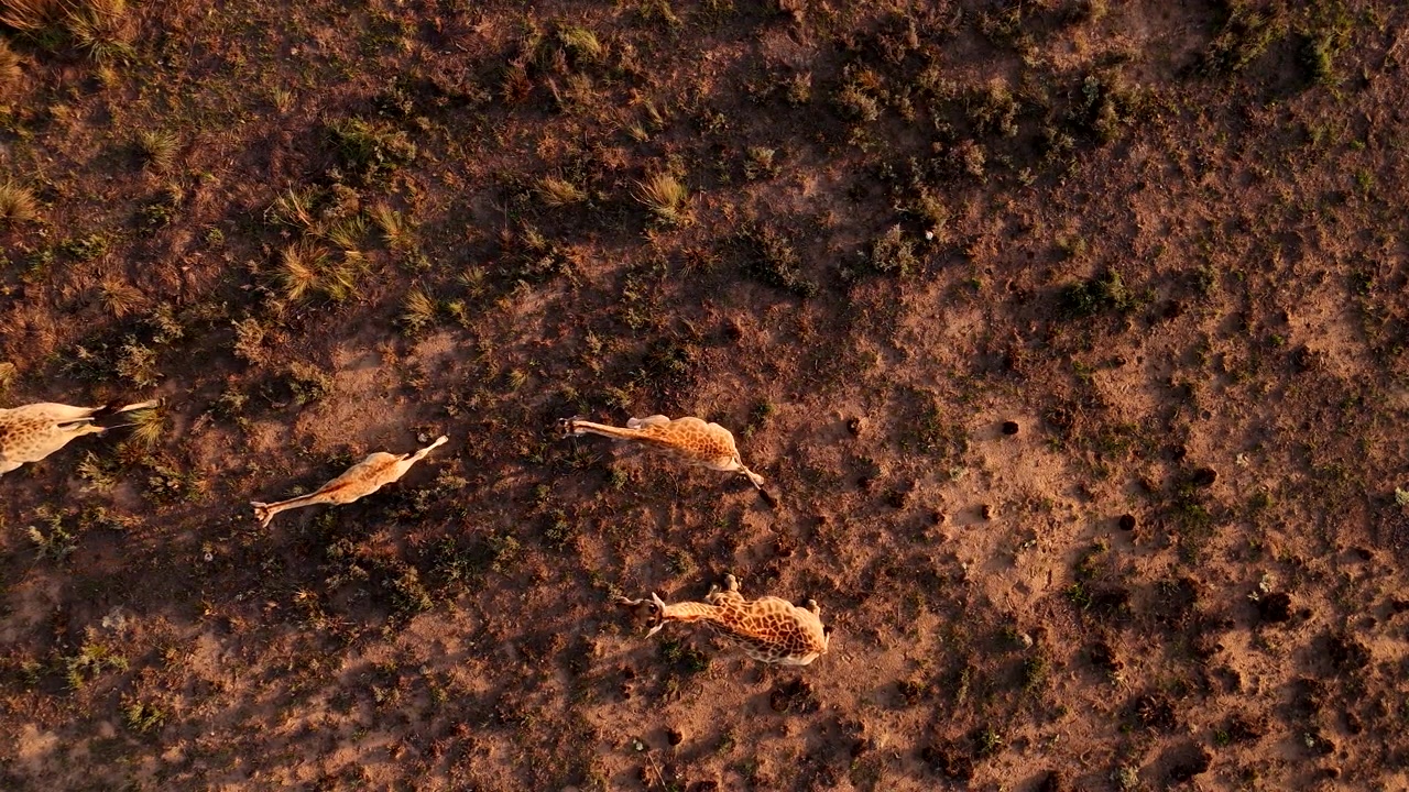 Overhead drone view of Cape Giraffe family walking off over dry field at sunset
