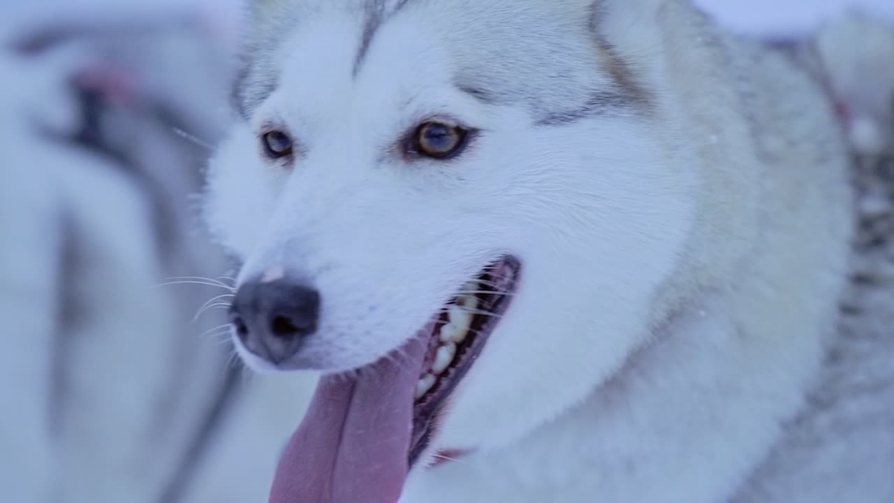 Siberian Husky close up