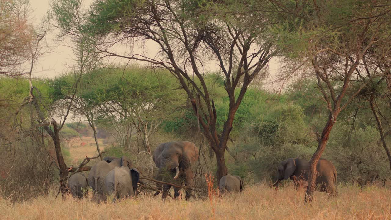 A male African elephant breaking branches from an acacia tree for a herd of females and calves feeding together in Tarangire National Park