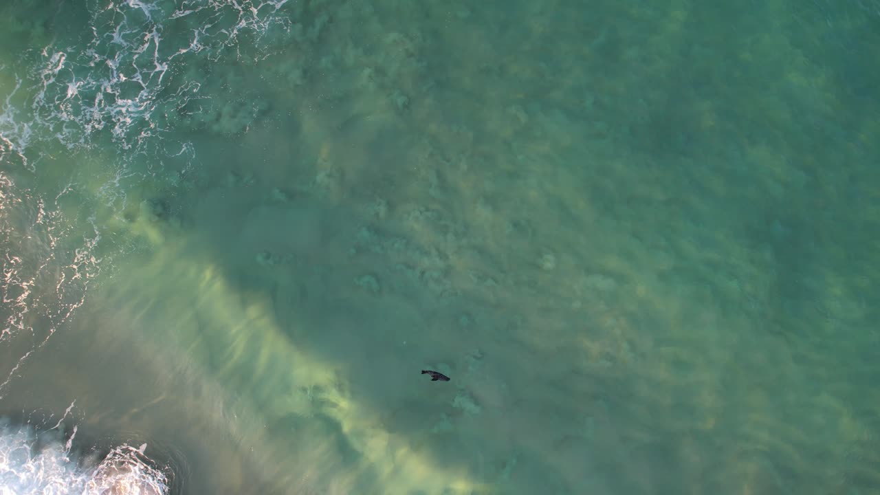 물결 이  ⁇ 아지는  ⁇ 은 바다 에서 수영 하는 새끼 해파리 의 멀리 있는 모습