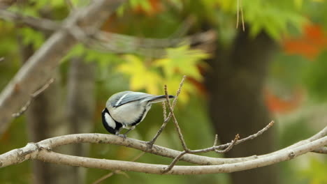 japanese tit eats pecking seed or nut perched on twig on maple colorful leaves background