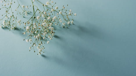 Video-of-multiple-white-flowers-and-copy-space-on-blue-background