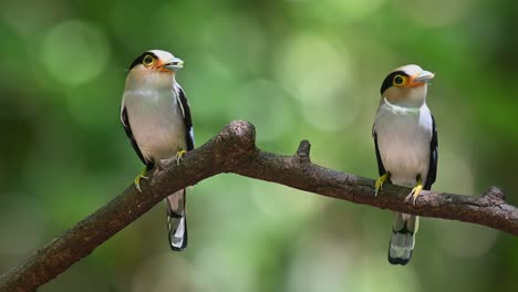 Silver-breasted-Broadbill,-Serilophus-lunatus,-Kaeng-Krachan-National-Park,-Thailand,-both-mom-and-dad-ready-to-deliver-food-to-their-nestlings