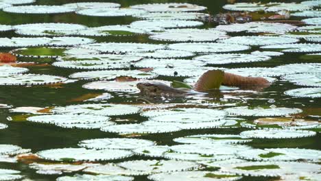 un monitor de agua malayo (varanus salvator) nada a través del agua en su hábitat natural, navegando a través de las densas almohadillas de lirio, toma de cerca.