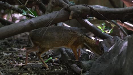 foraging in the forest floor, a lesser mouse deer tragulus kanchil is looking for food in the jungle of kaeng krachan national park in phetchaburi province in thailand