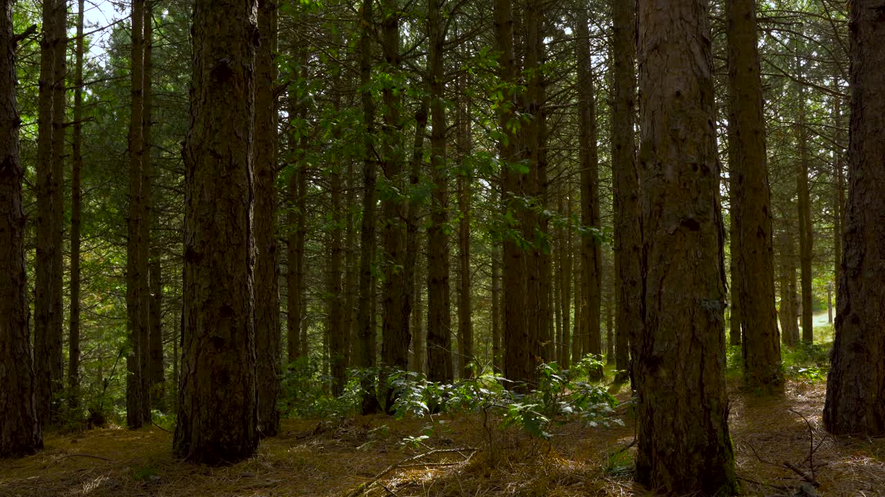 árboles densos de bosques de pinos que brillan a la luz de la mañana en otoño en los balcanes
