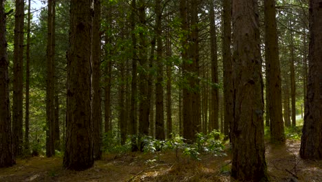 dense trees of pine forest shining by morning light on autumn in balkans