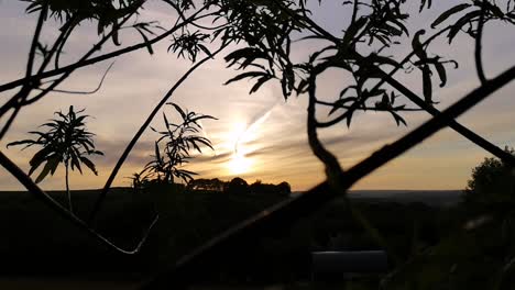 puesta de sol dorada vista a través de árboles silueteados que soplan suavemente en el viento