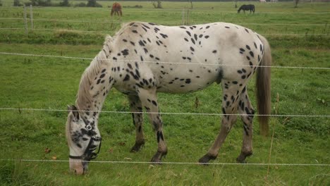 Spotted-leopard-horse-white-horse-with-black-dots-grazing-on-grass-field,-full-body