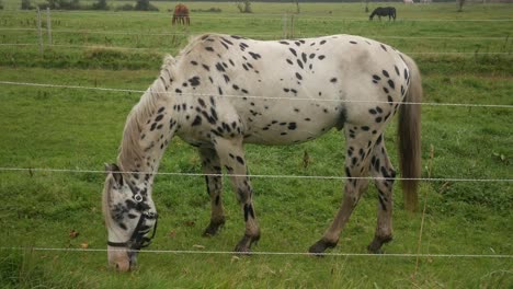 spotted leopard horse white horse with black dots grazing on grass field, full body