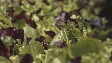 the green and purple leaves of lettuce