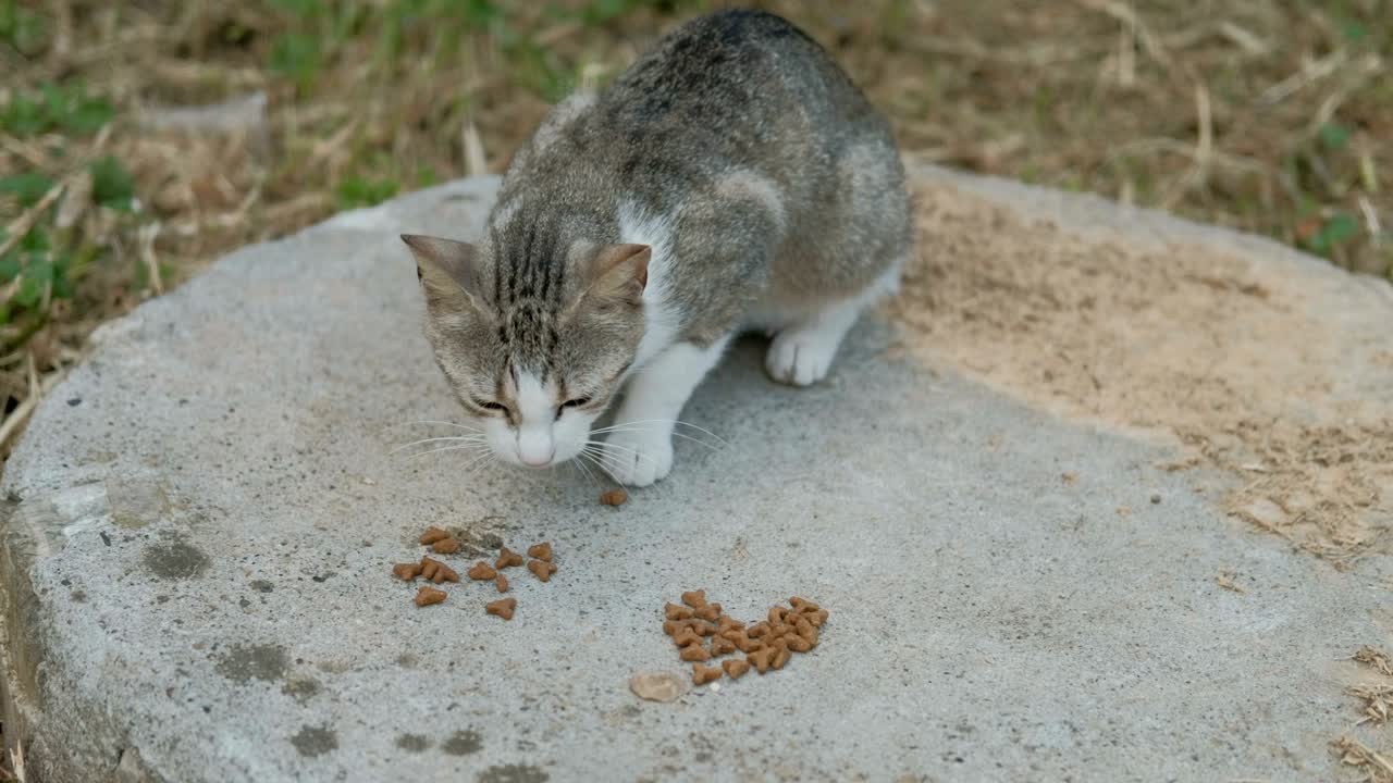 Graue Katze mit weißer Schnauze frisst schnell Trockenfutter auf der Straße