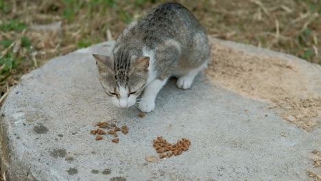 gray cat with a white muzzle quickly eats dry food on the street