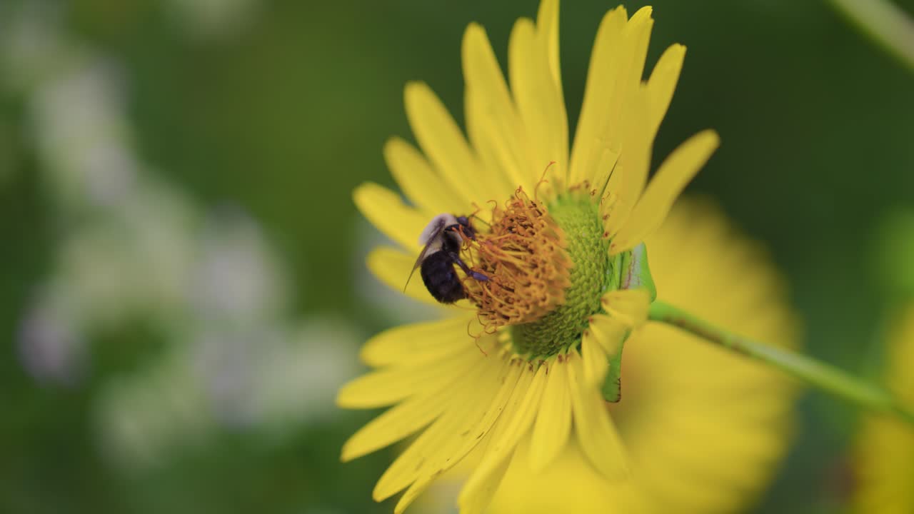 Un bombo orientale (Bombus impatiens) che visita un fiore giallo brillante di Cup Plant. È una limpida giornata estiva. La ripresa è stata filmata a 120 fps per un effetto slow-motion fluido