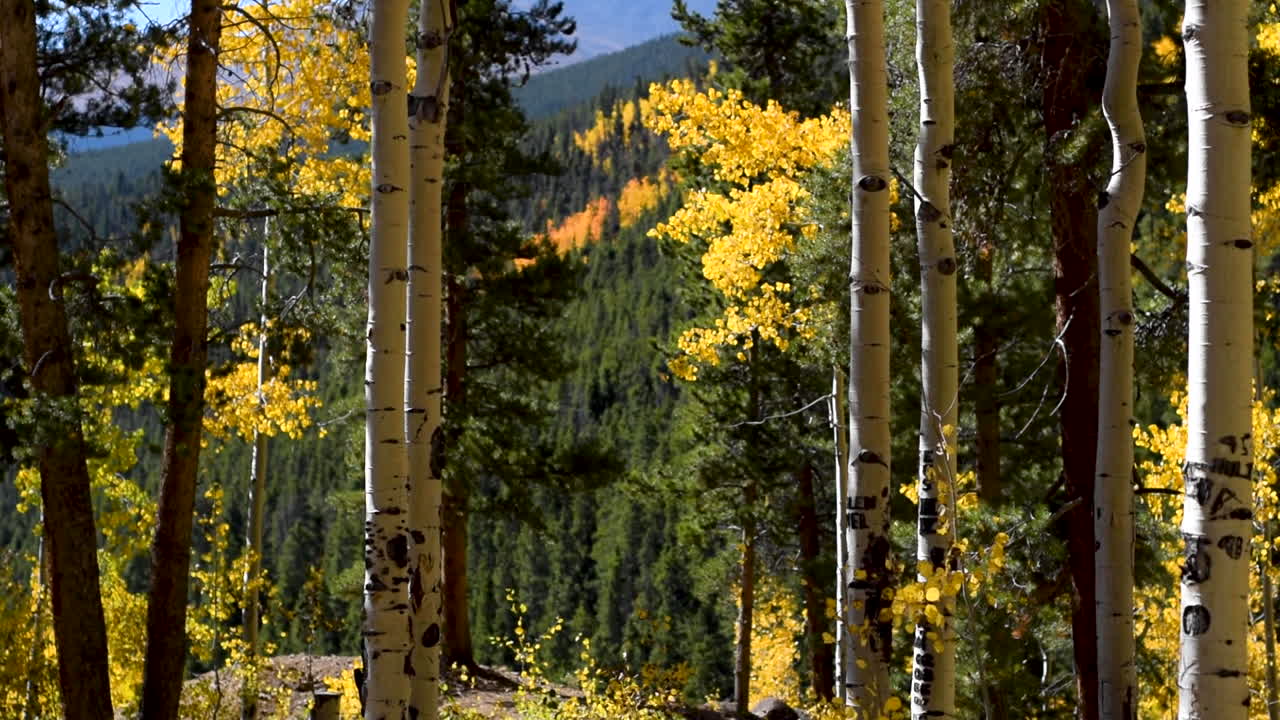 Autunno nelle Montagne Rocciose, pioppi tremuli