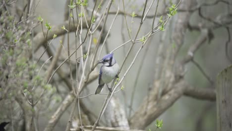 Retrato-En-Cámara-Lenta-De-Un-Pájaro-Arrendajo-Azul,-Pájaro-Cantor-Encaramado-Salvaje-De-Canadá-Y-América