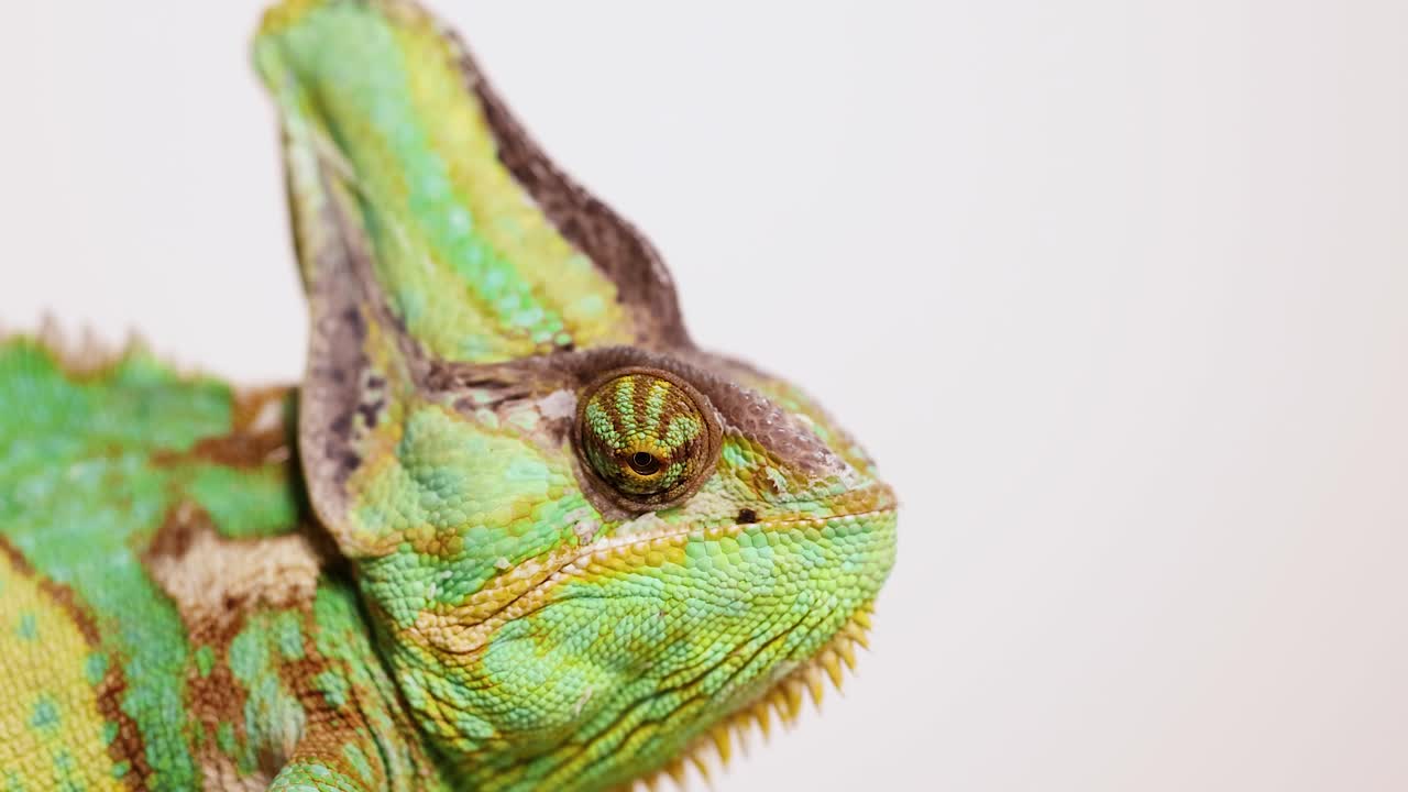 A veiled chameleon captures a worm with its tongue in a close-up shot. Bright lighting highlights the reptile's vibrant colors