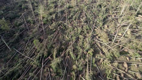 imágenes cinematográficas de drones que vuelan sobre un bosque devastado de pinos rotos y desarraigados en una plantación forestal después de una tormenta extrema en escocia en el cambio de luz de la noche