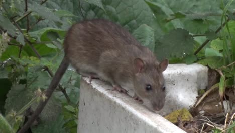 a large adult brown rat, rattus norvegicus, foraging amongst plants in an urban garden