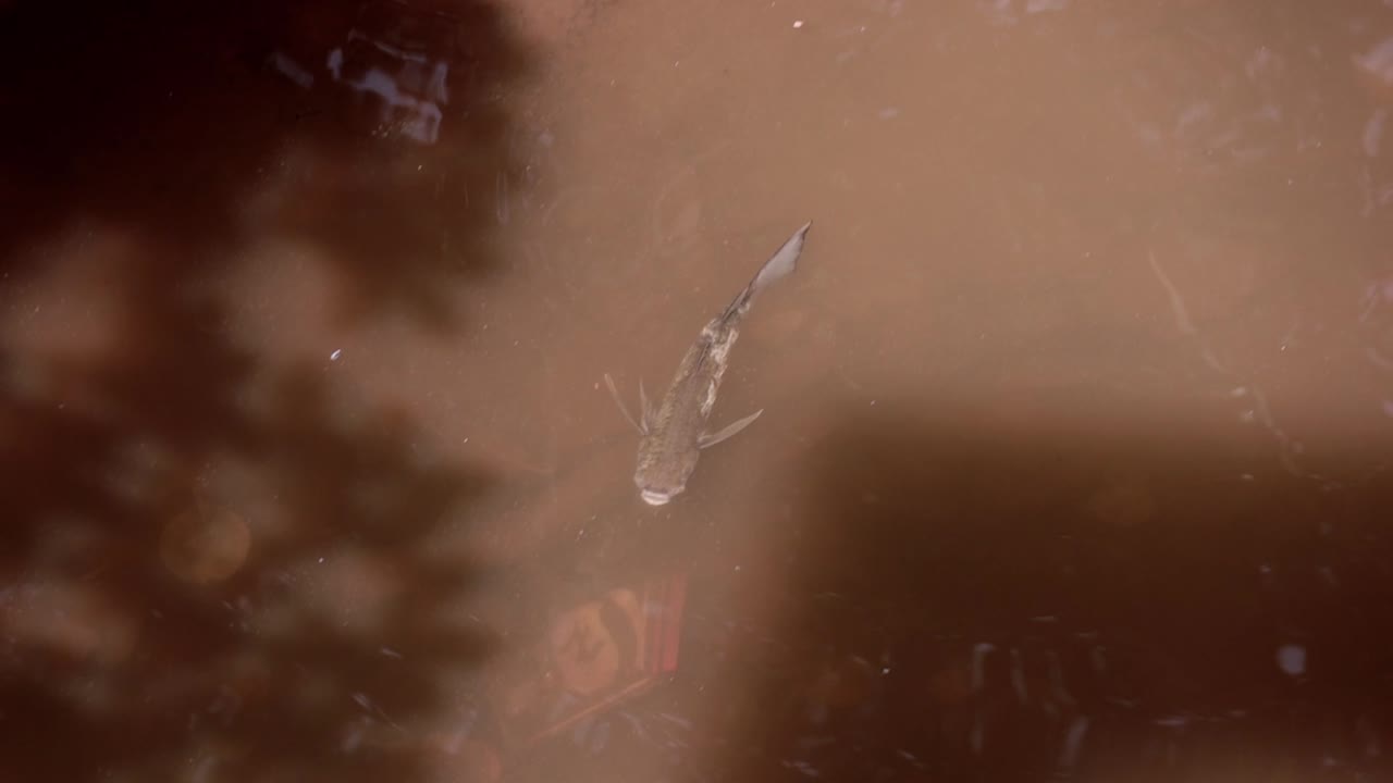 un pequeño pez gato nadando libremente en el agua fangosa