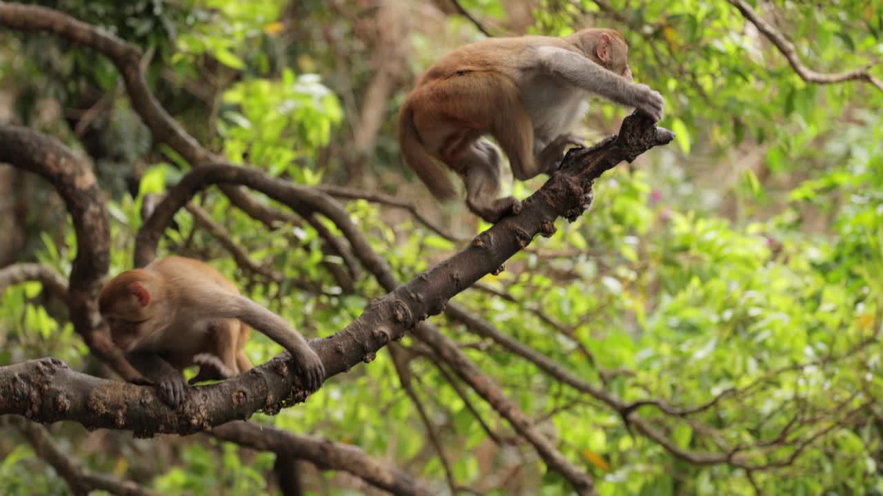 Macaques in nature. Macaques constitute a genus (Macaca) of gregarious monkeys. Macaques are found in a variety of habitats throughout the Asian continent and are highly adaptable.