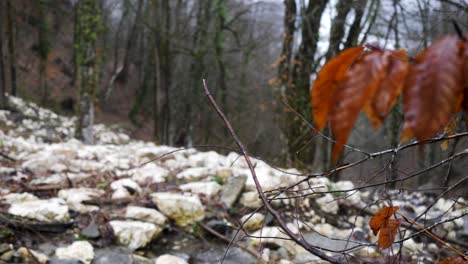 landslide in a forest