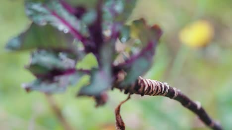 Red-Rubine-Brussel-Sprout-Stalk