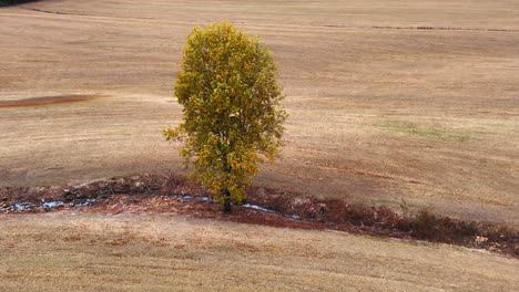 yellow tree on a dried creek with fields around and woods on the background at sunset ga