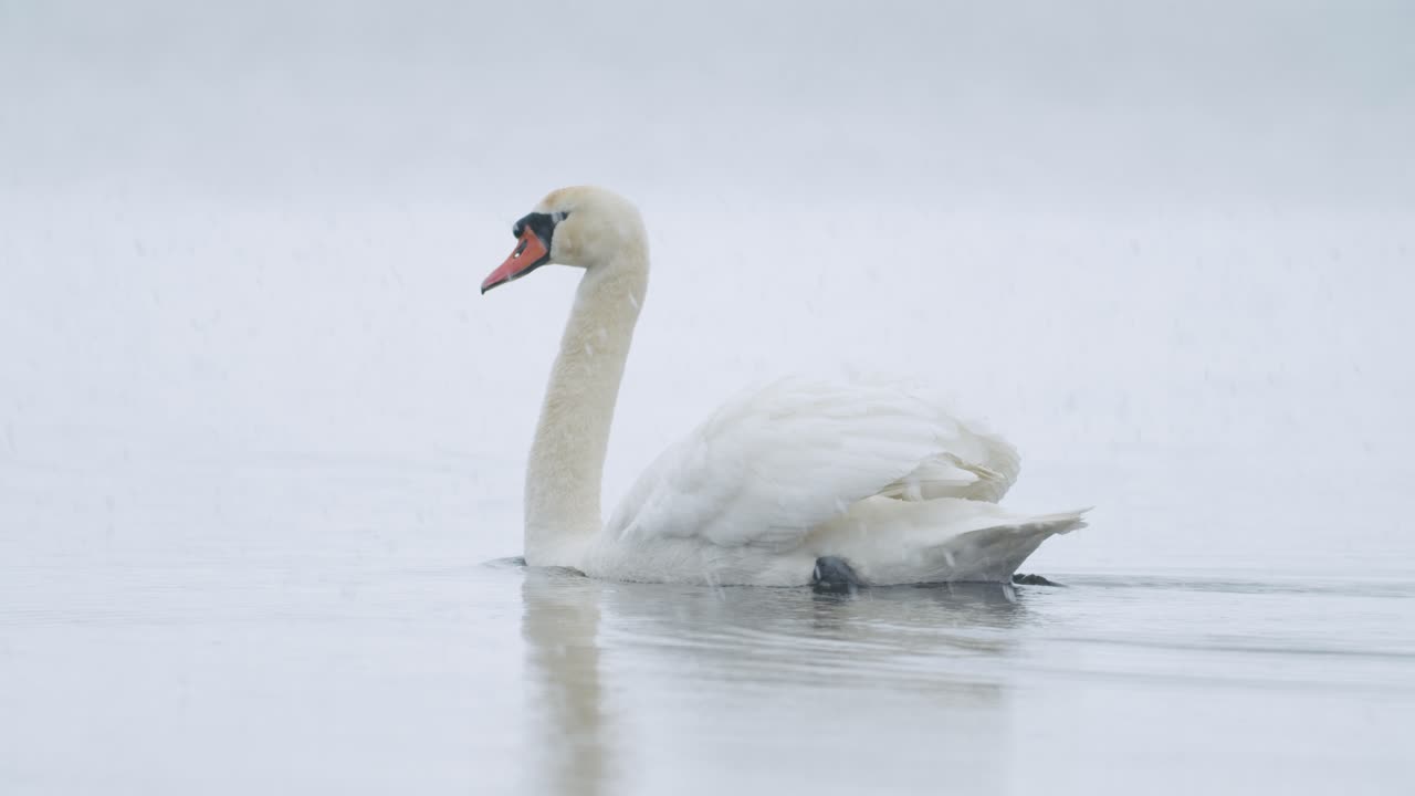 cisne mudo salvaje comiendo hierba primer plano submarino en día nublado
