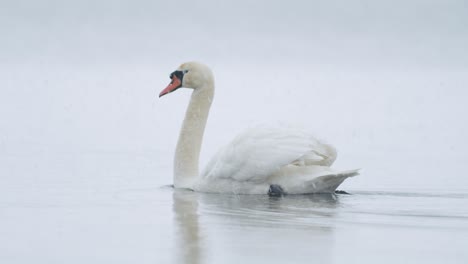 wild mute swan eating grass underwater closeup in overcast day