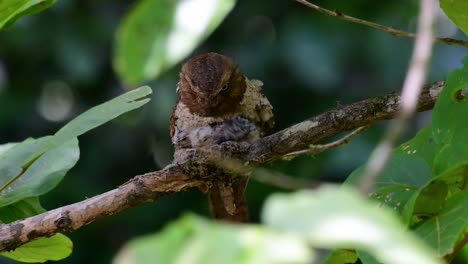 la boca de rana de java o la boca de rana de horsfield se encuentra en tailandia y otros países asiáticos