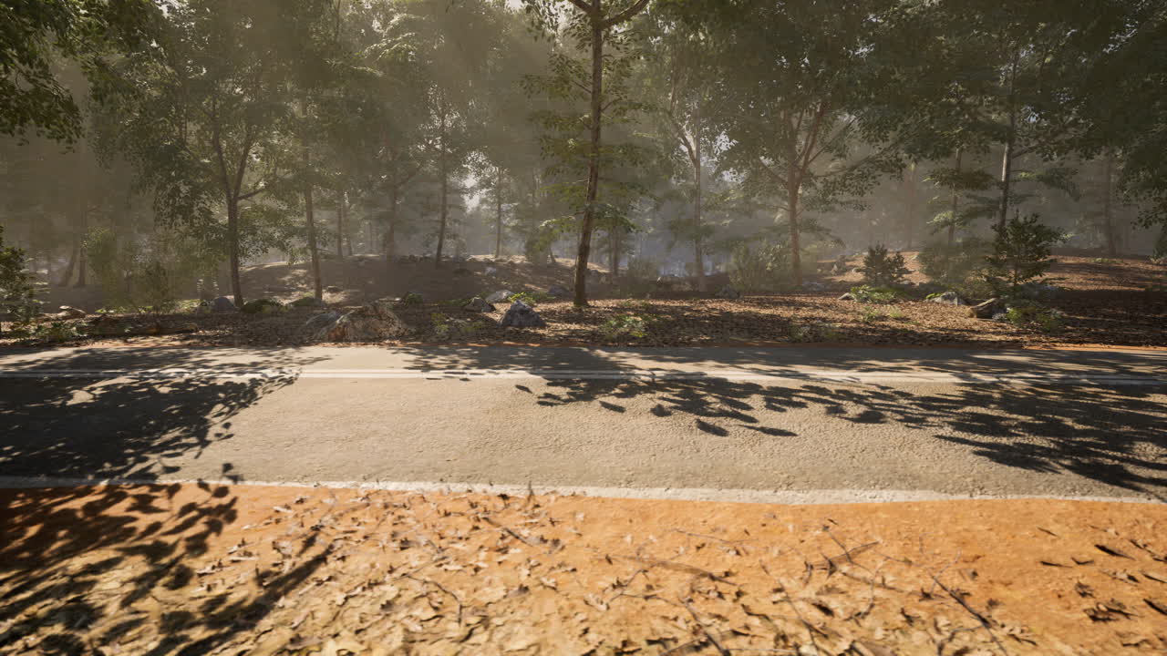 빛은 오후에 휘어지는 숲길을 따라 나무를 통해 필터링