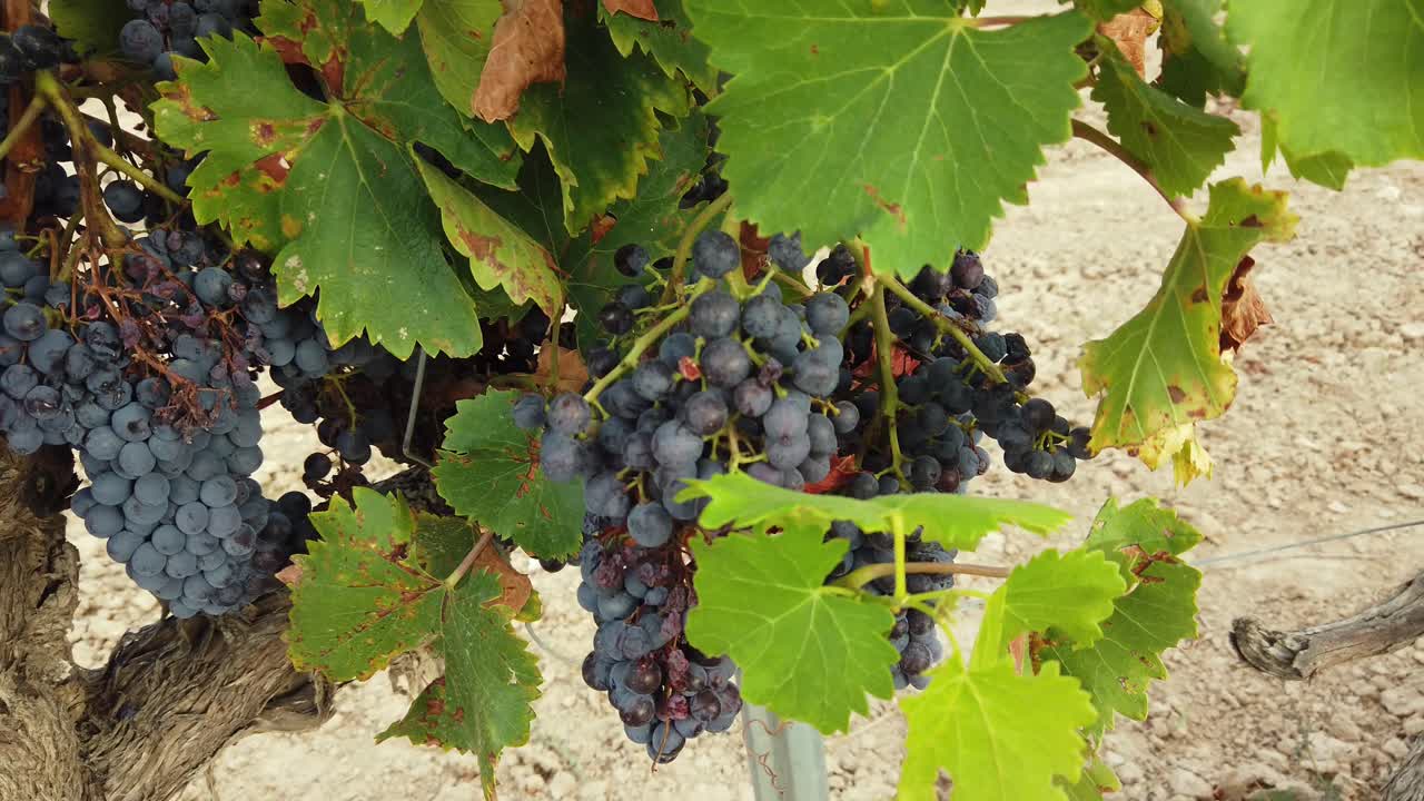 Growing black grapes in a vineyard. In sunny Spain