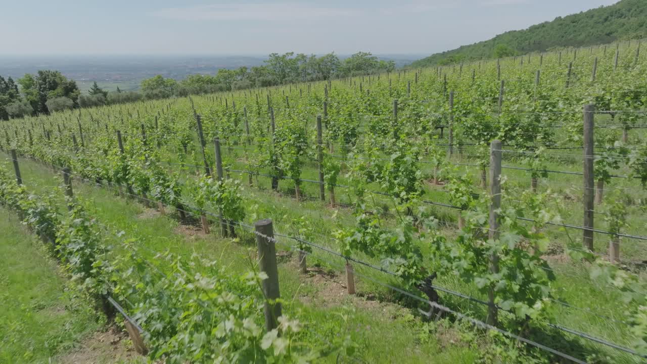 italia, valpolicella tomada de sus viñedos rodeados de naturaleza