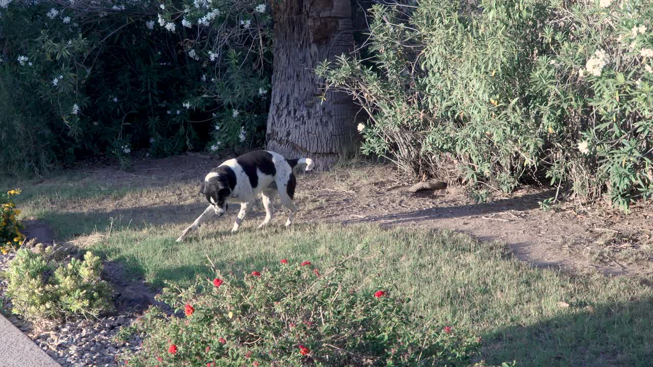 마당에서 달리는 개.