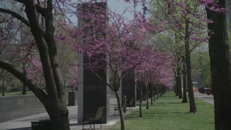 a pathway in a park flanked by rows of trees with vibrant pink blossoms, adjacent to a memorial with reflective black stone panels, on a sunny day with a clear sky