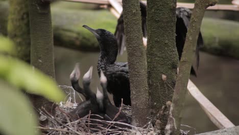 black cormorant bird feeds its chicks in the nest