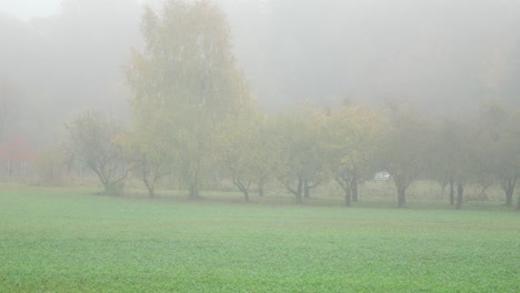 Toma-De-Parque-Con-árboles-Otoñales-En-Un-Campo-De-Hierba-Verde-Cercado-Cubierto-De-Densa-Niebla-Temprano-En-La-Mañana