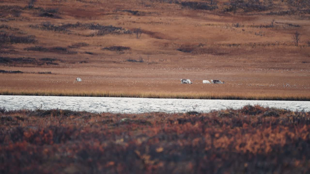 un grupo de renos pastando en la tundra de otoño