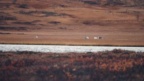 un grupo de renos pastando en la tundra de otoño