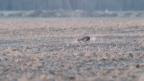 A-pair-of-black-grouse-are-fighting,-lekking-during-spring-mating-season-in-early-morning-light