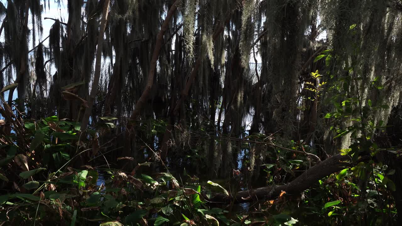Aquatic plants sway alongside tree foliage moving tenderly in the wind's force. In the background, glimpses of water appear amid numerous tree trunks and branches