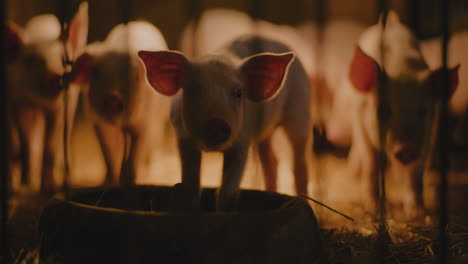 piglets in a farm barn