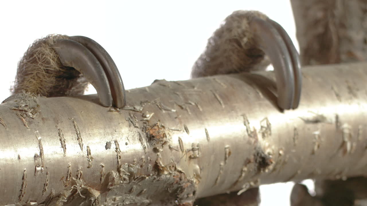 나뭇가지를 잡고 흰색 배경 나무늘보 발을 닫습니다