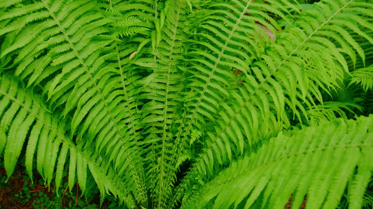 Frondose di felce di un verde vibrante riempiono l'inquadratura, mostrando intricati motivi fogliari. Foglie delicate e piumate si irradiano da steli centrali. Un ricco sfondo boschivo suggerisce un bosco lussureggiante e umido.