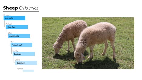 Sheep feeding on grass in a sunny field